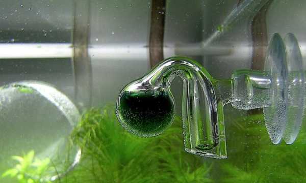 Нужны ли в аквариуме растения?