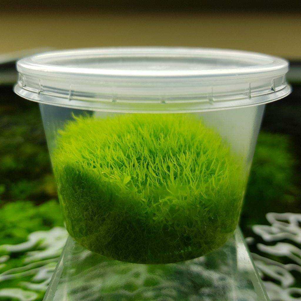 Аквариумное растение utricularia graminifolia: посадка, уход & советы по выращиванию | домашние животные 2024