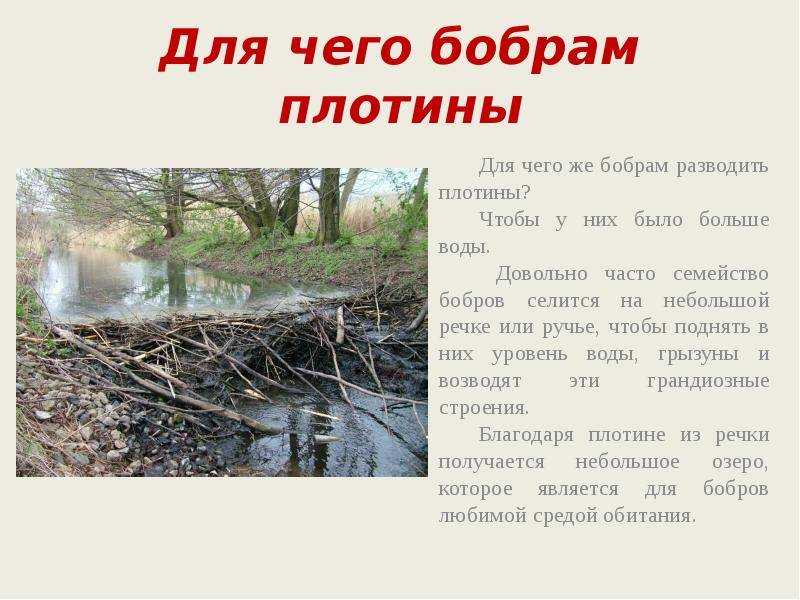 Хатки и плотины бобров