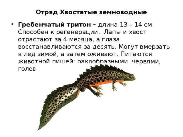 Аквариумные тритоны - кормление, разведение, фото, видео