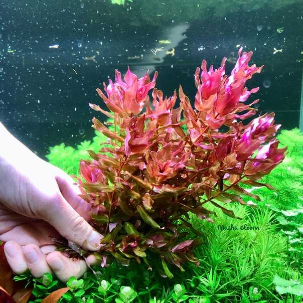 Ротала аквариумное растение - содержание, виды, фото