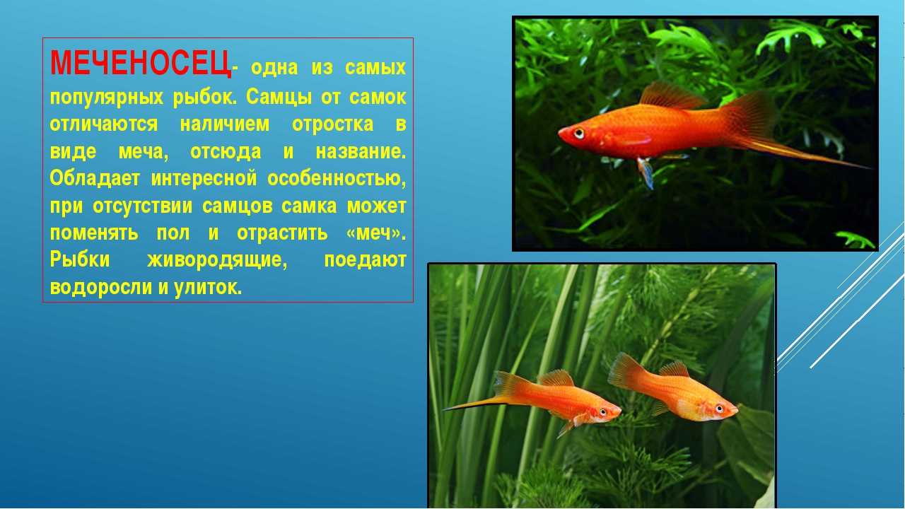 Виды (породы) меченосцев с фото и названием