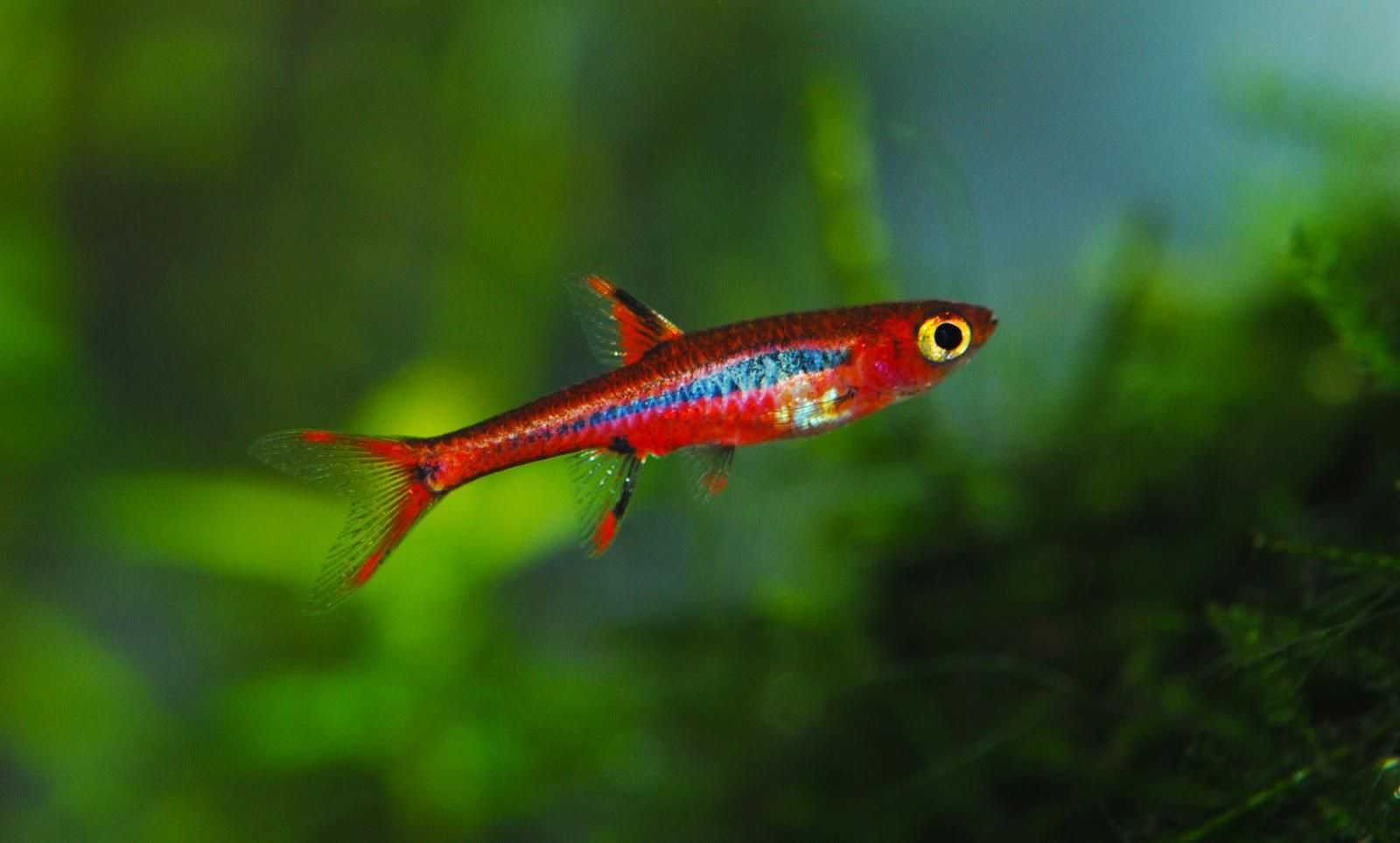 Расбора бригитты / на латыни: boraras brigittae (синоним rasbora urophthalma brigittae vogt, 1978)