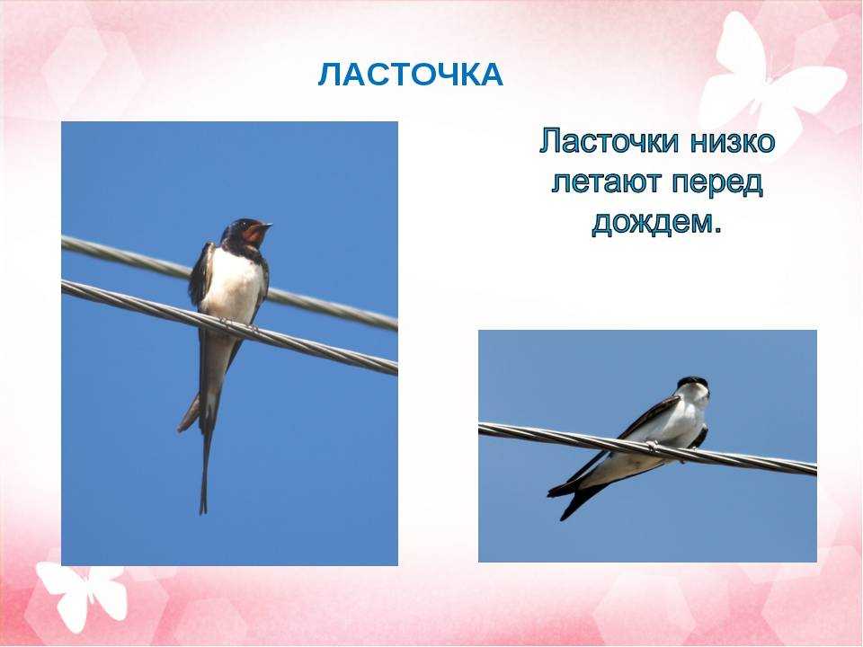 Примета: ласточки низко летают. поведение ласточек перед дождем, почему они летают над землей