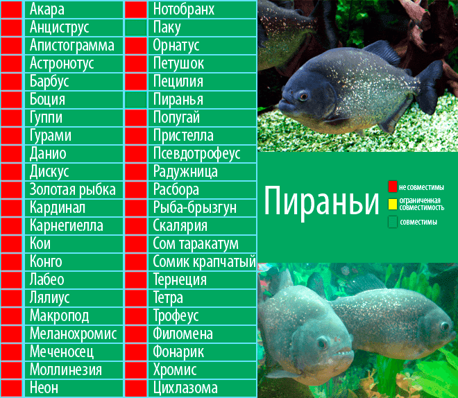 Краснощеков - домашний аквариум