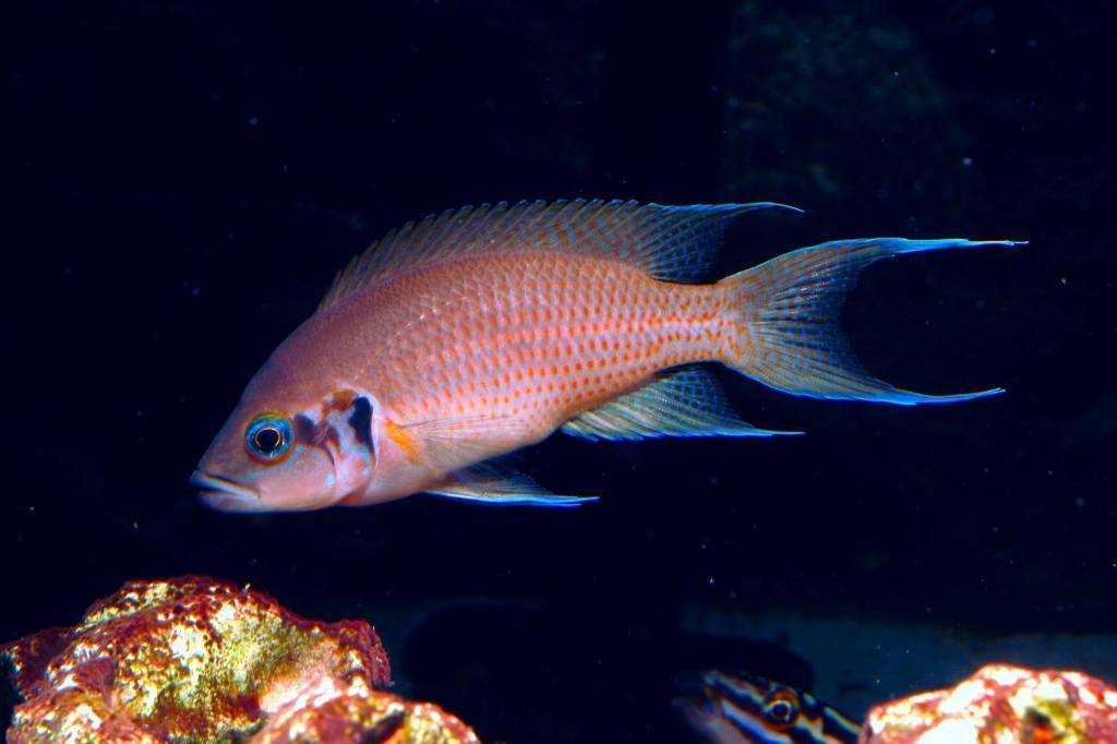 Принцесса бурунди 🐠: все об аквариумных рыбках, кормление, уход, разведение
