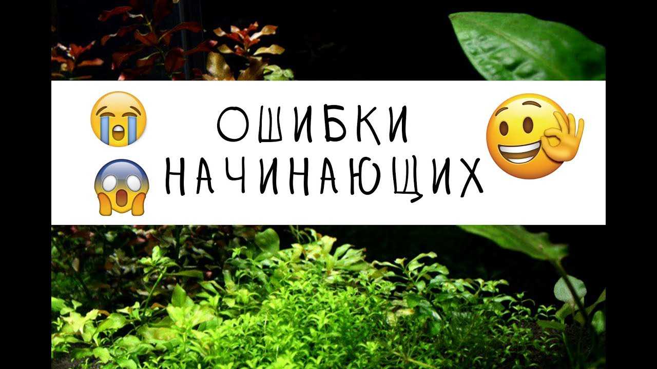 Выбор аквариума для начинающих. детали на которые необходимо обратить внимание - aqua-tropica.ru