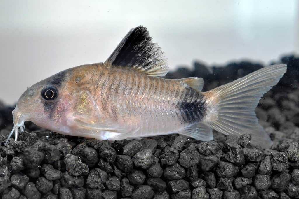 Коридорасы / на латыни: corydoras