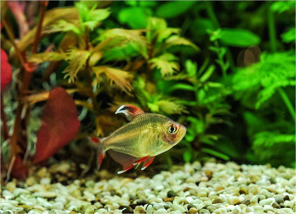 Черный орнатус (hyphessobrycon megalopterus)