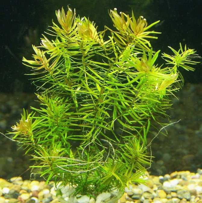 Австралийский красноклешневый рак (cherax quadricarinatus)