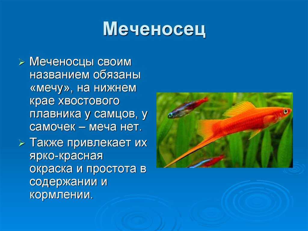 Меченосец: фото, содержание, совместимость, разведение, уход