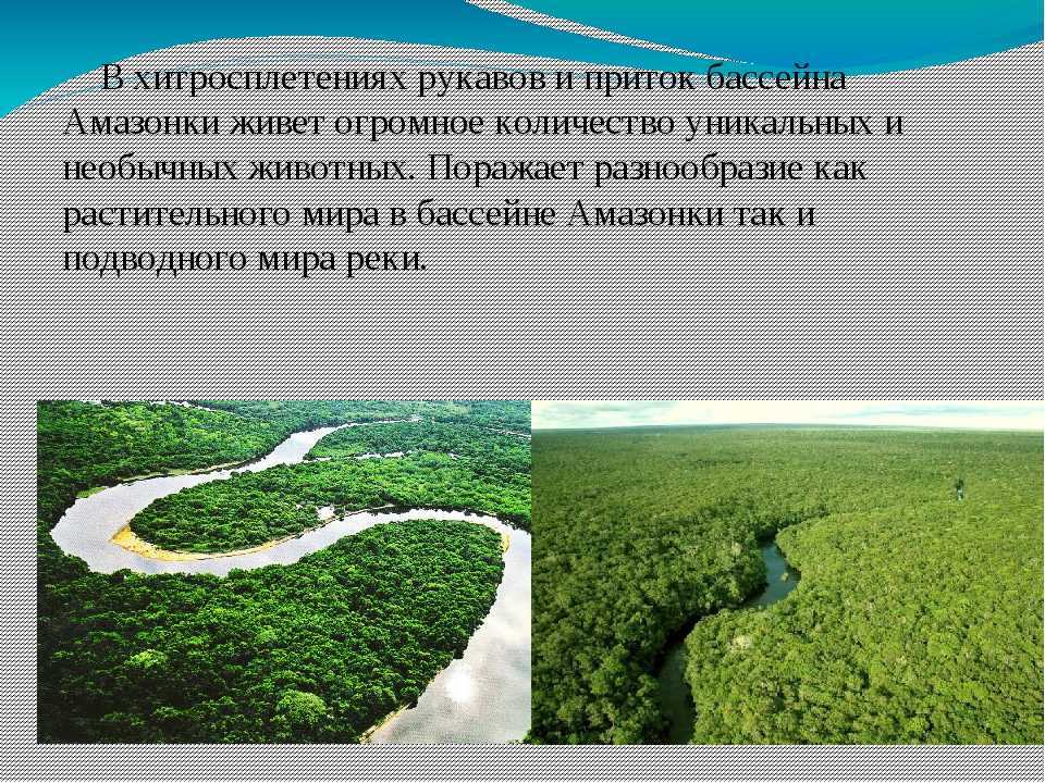 Длина амазонки — самой опасной реки в мире