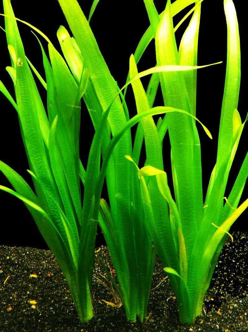 Валлиснерия (vallisneria): фото аквариумного растения, описание процесса посадки и ухода, популярных разновидностей и условиях их содержания