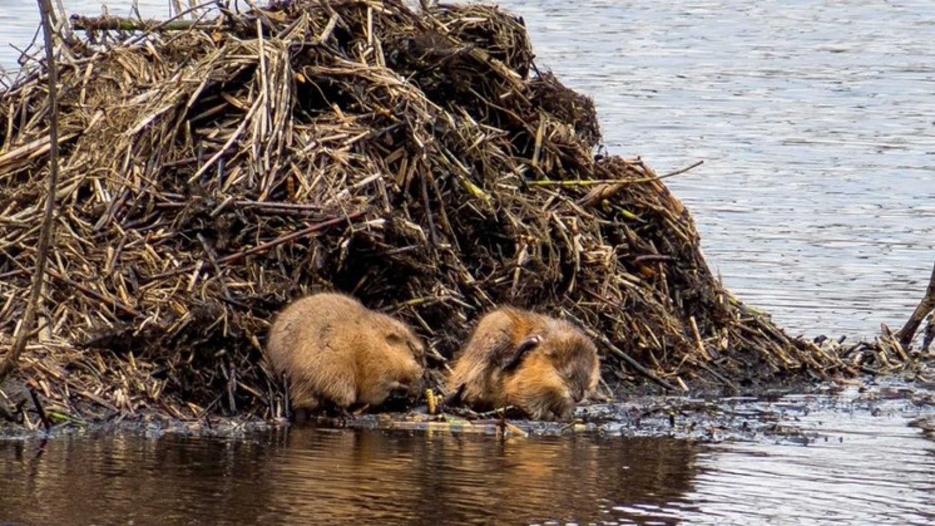 Зачем бобры строят плотины на реках