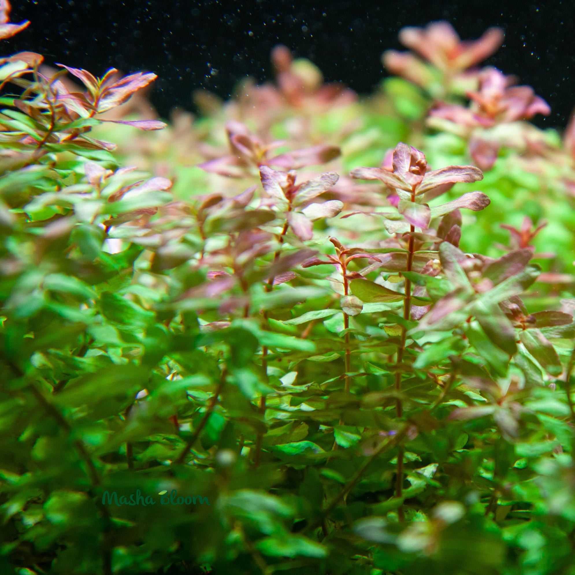 Ротала – превратит ваш аквариум в настоящий подводный рай