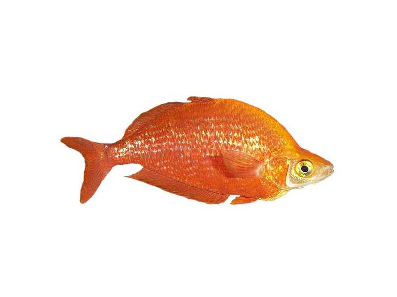 Атерина красная, радужник гребенчатый, глоссолепис красный (glossolepis incisus) | радужницы | ptichka.net - домашние питомцы