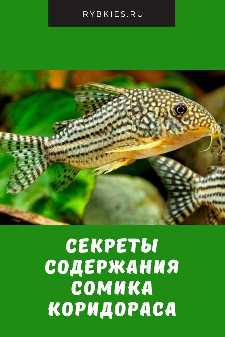 Панцирный сомик коридорас: рекомендации по содержанию и разведению
