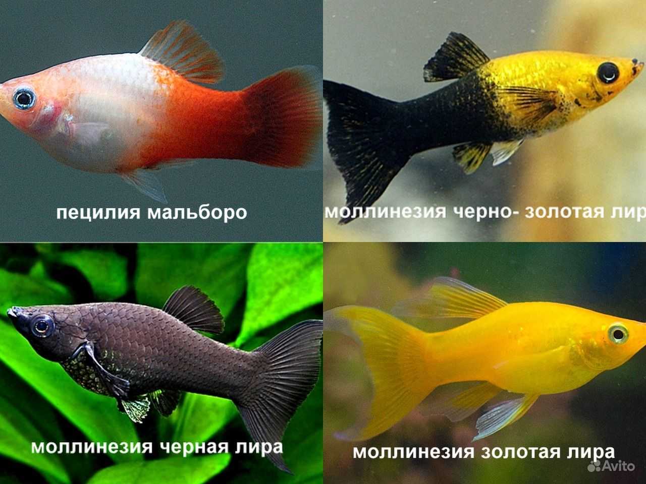 Моллинезия- содержание, разведение, совместимость с другими