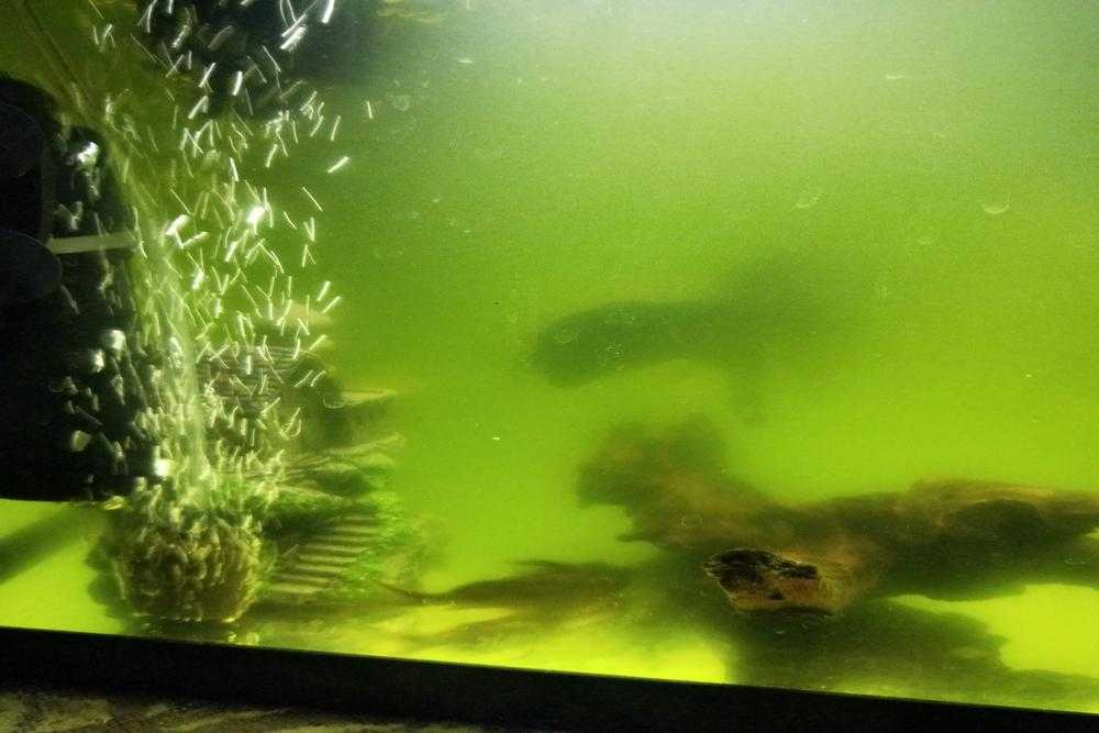 Водоросли в аквариуме: причины и борьба с водорослями