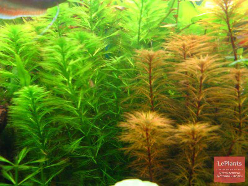 Апоногетон мадагаскарский (aponogeton madagascariensis): описание, содержание, фото и отзывы