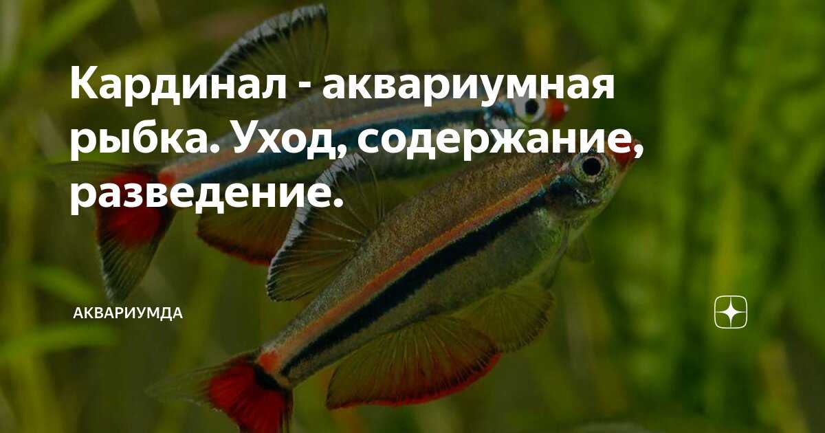 Как размножаются аквариумные рыбки