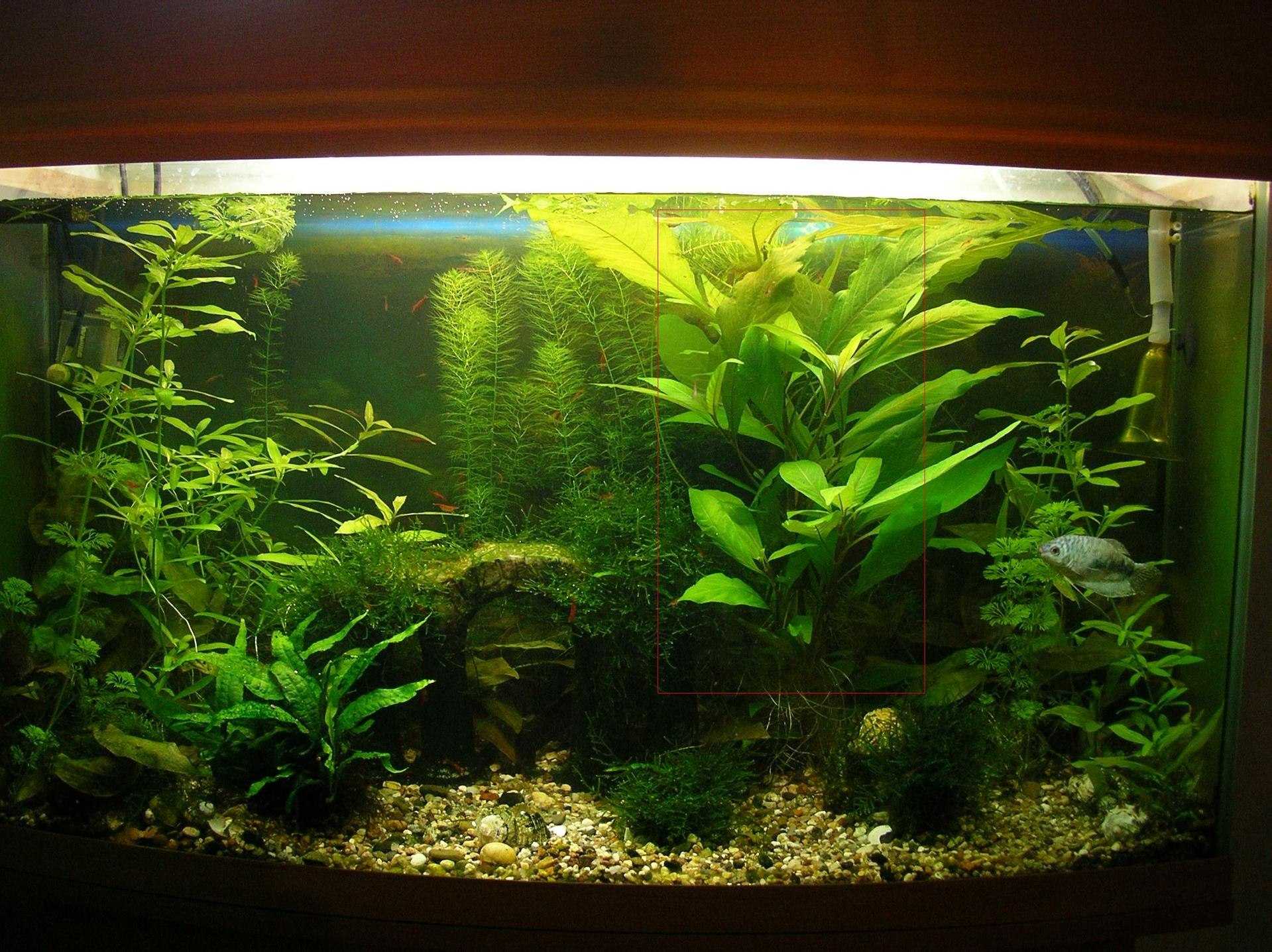 Лимонник hygrophila corimbosa: содержание аквариумного растения