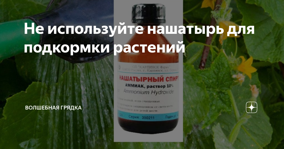 Нашатырный спирт: особенности применения для сада и огорода, обработки растений