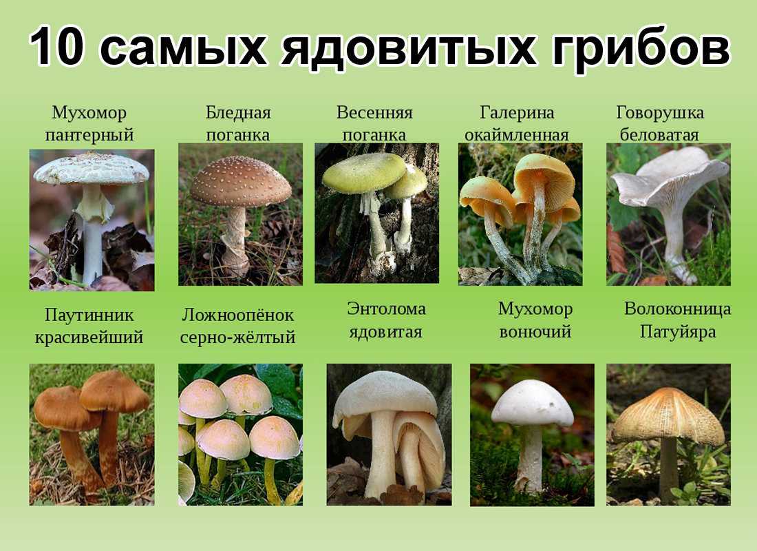 Лиана горец или полигонум