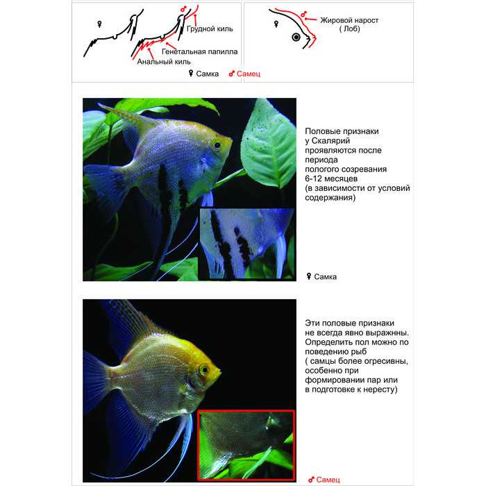 Пример заботливых родителей – рыбки скалярии