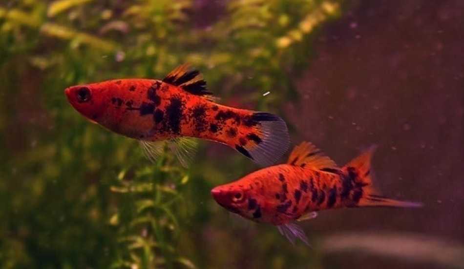 Меченосцы / на латыни: xiphophorus helleri