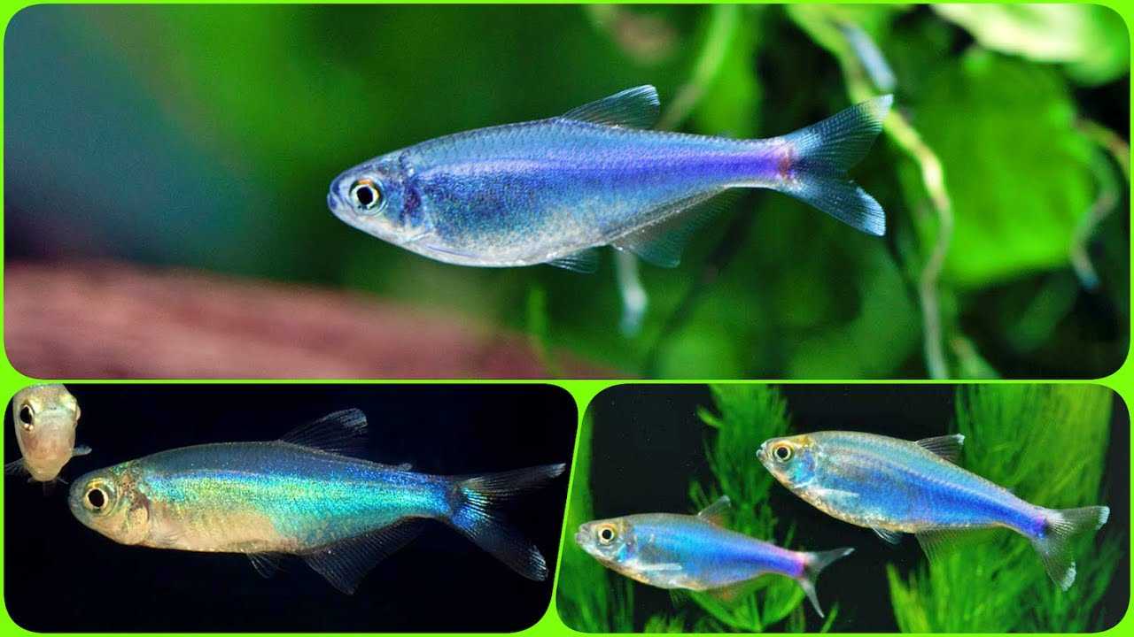 Тетра фон рио (hyphessobrycon flammeus)
