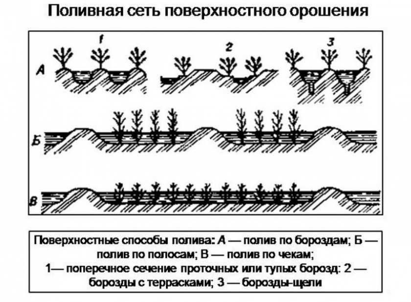 Способы полива — их преимущества и недостатки. фото — ботаничка