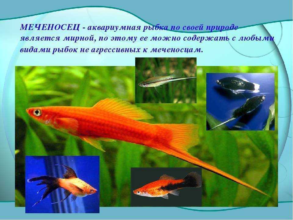Рыбка меченосец: содержание и уход, почему так называется, совместимость, описание и фото