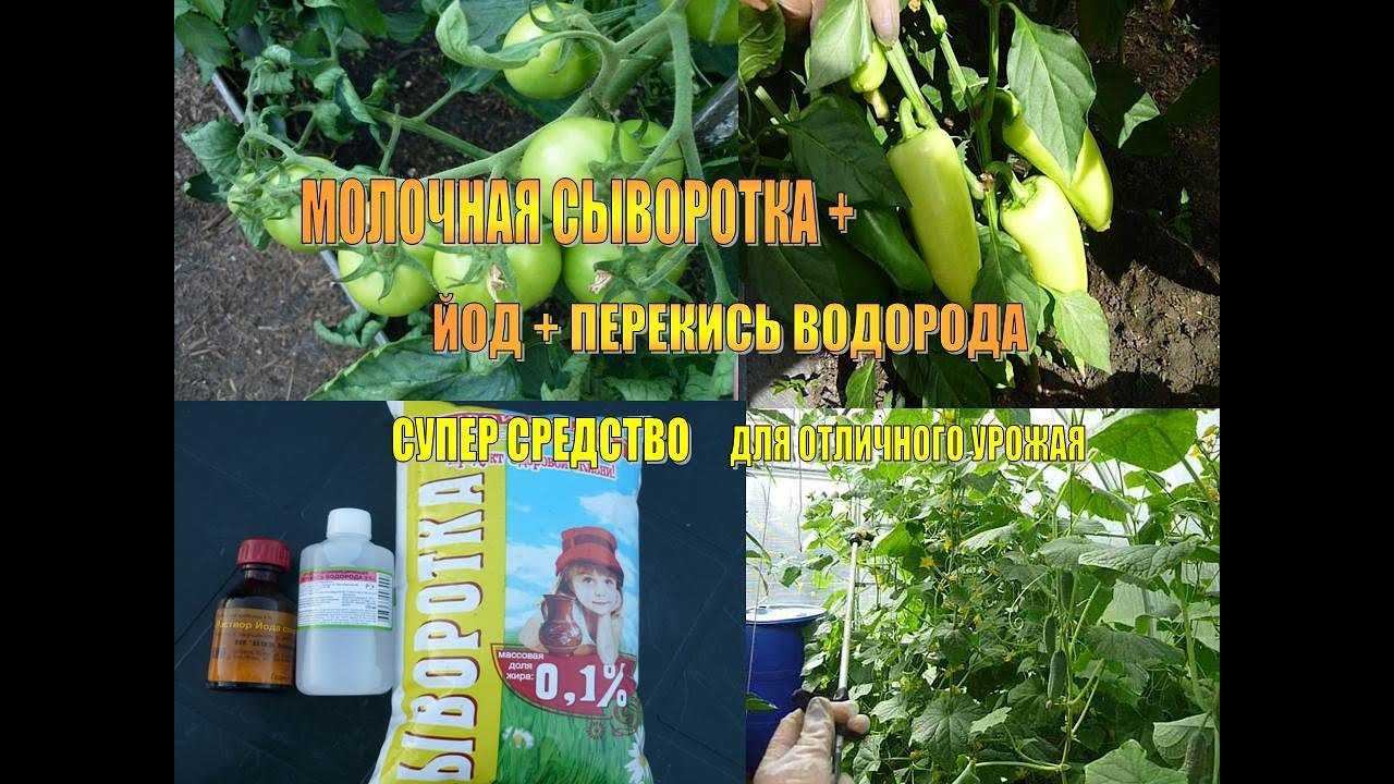 Как обрабатывать и подкармливать огурцы сывороткой