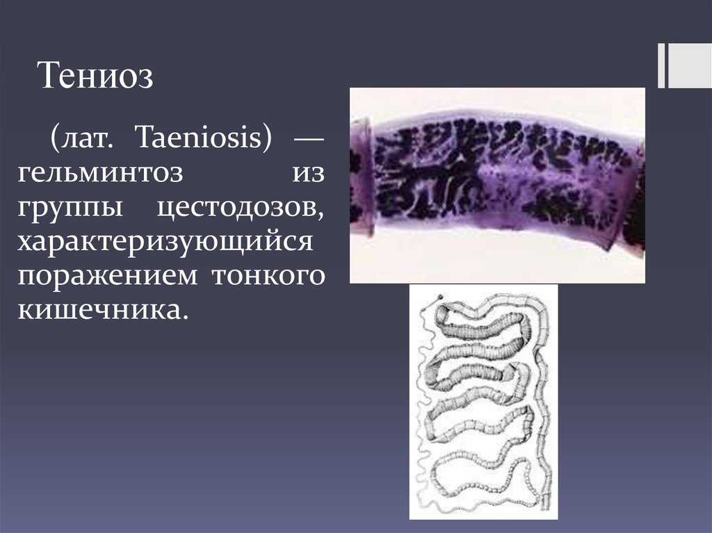 Гексамитоз (дырочная болезнь): симптомы, лечение рыб, препараты