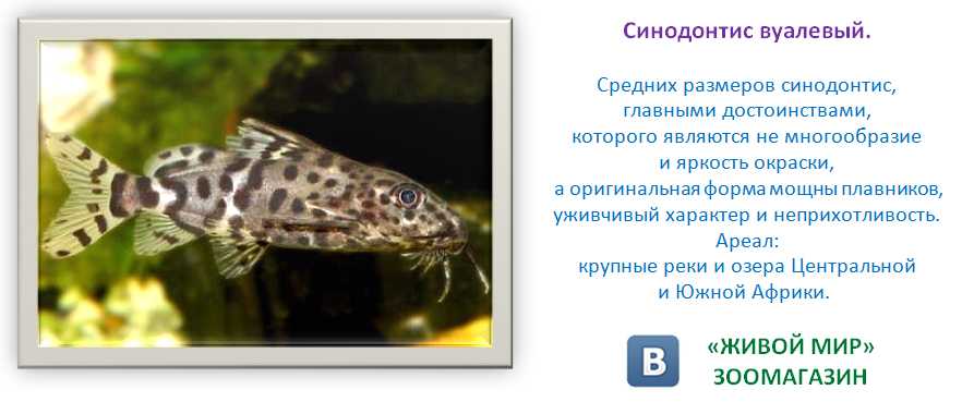 Описание и содержание в аквариуме сомика синодонтис