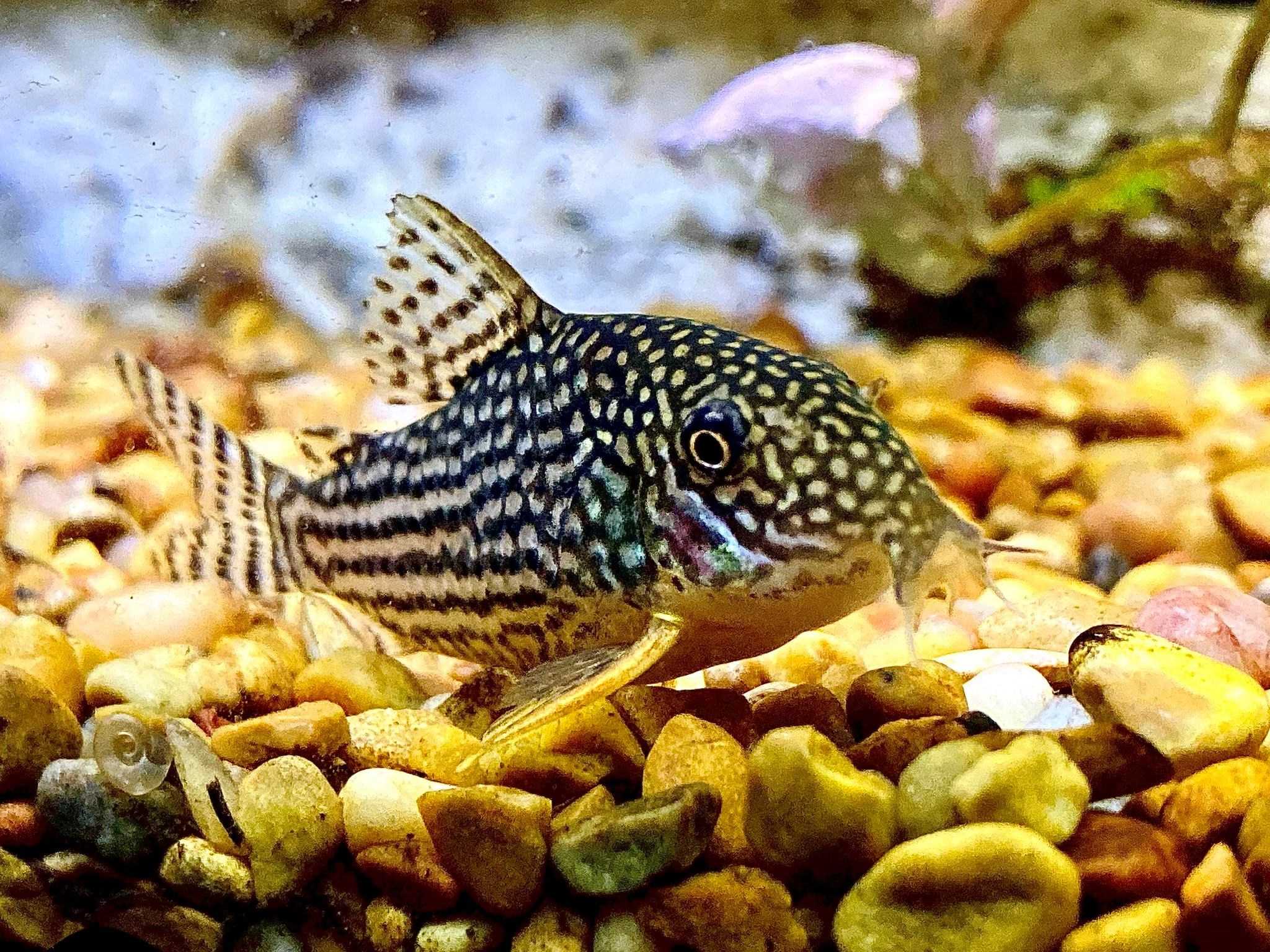 Сомик крапчатый (corydoras paleatus)