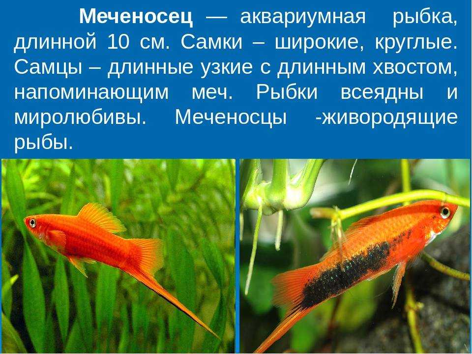 Аквариумная рыбка меченосец- разновидности и их содержание