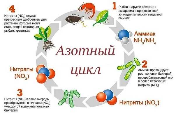 Как ухаживать за аквариумом — руководство для начинающих