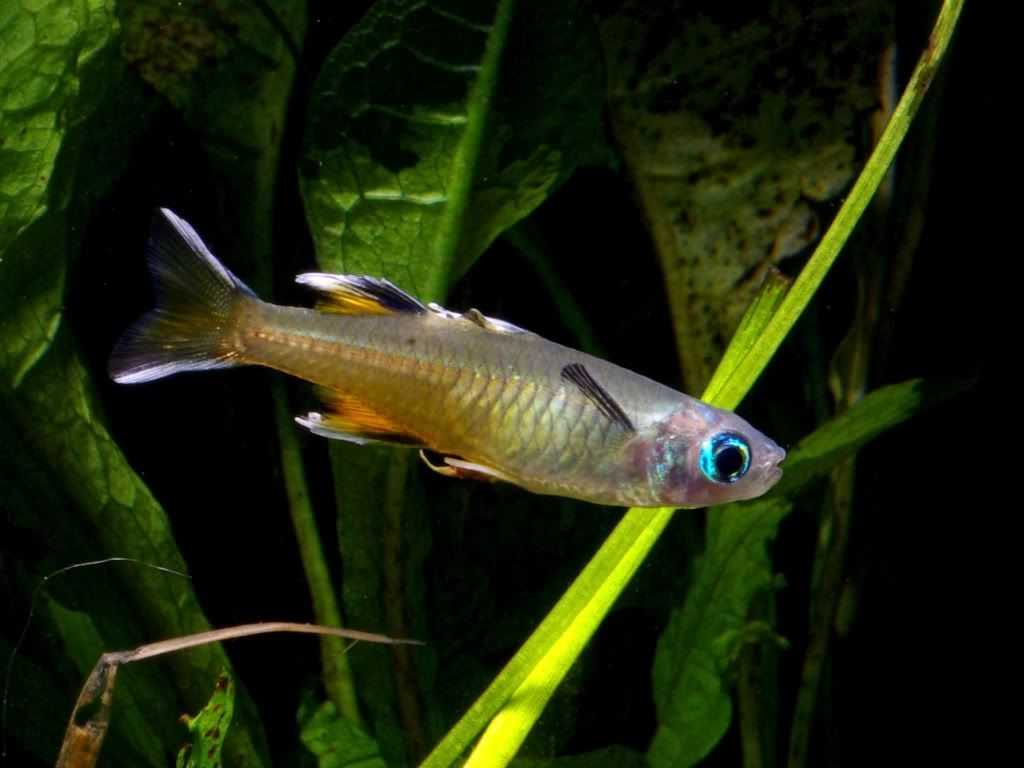 Синеглазка австралийская (pseudomugil signifer)