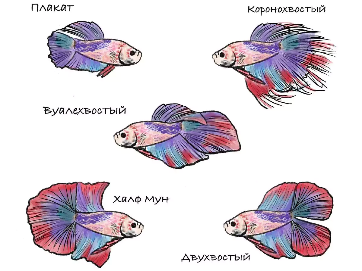 Рыбки-петушки: размножение. каким образом осуществляется размножение рыбок-петушков и выкармливание их мальков - автор екатерина данилова - журнал женское мнение