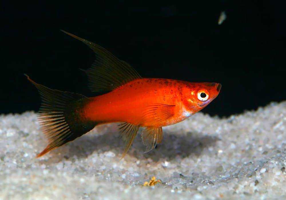 Рыбка меченосец (xiphophorus hellerii)