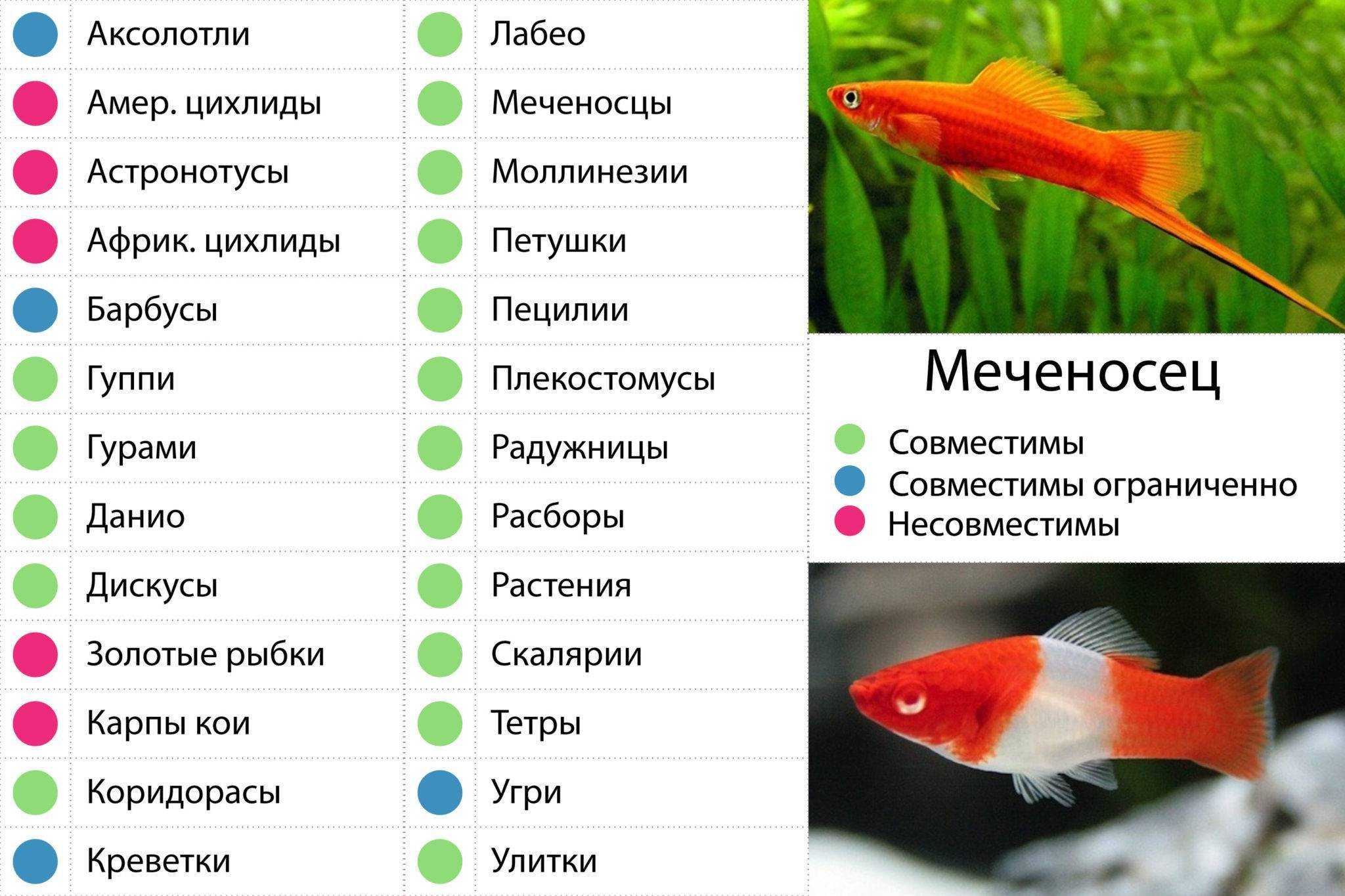 Как избавиться от водорослей в аквариуме: правила и советы от вредоносного озеленения