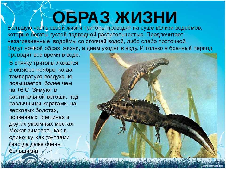 Тритоны в аквариуме: содержание, фото, видео