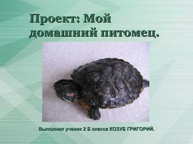 Едят ли красноухие черепахи капусту. растительная пища в рационе красноухих черепах
