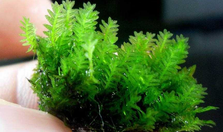 Стринги мох (leptodictyum riparium) внешний вид, содержание.