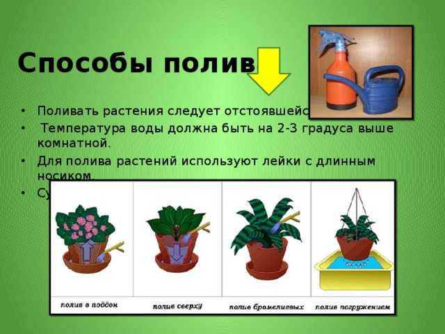 Как поливать цветы в коробке: нужно ли орошать растения в шляпном коробе с губкой или вазой, как правильно производить полив?