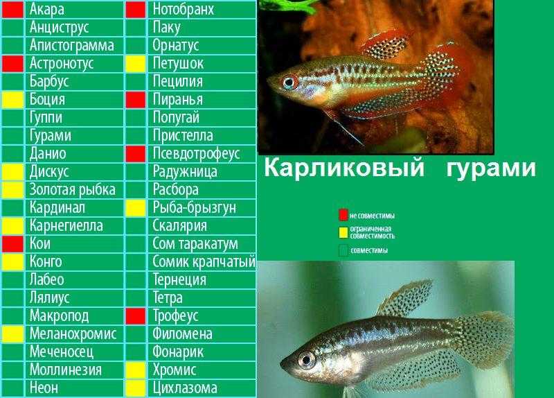 Гурами целующиеся: фото рыбок, содержание, разведение, совместимость, видео
гурами целующиеся: фото рыбок, содержание, разведение, совместимость, видео