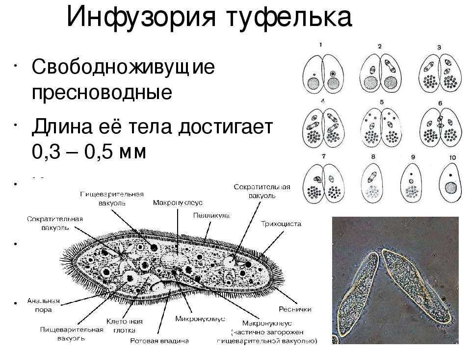 Что такое амеба: строение и размножение, питание и где обитает