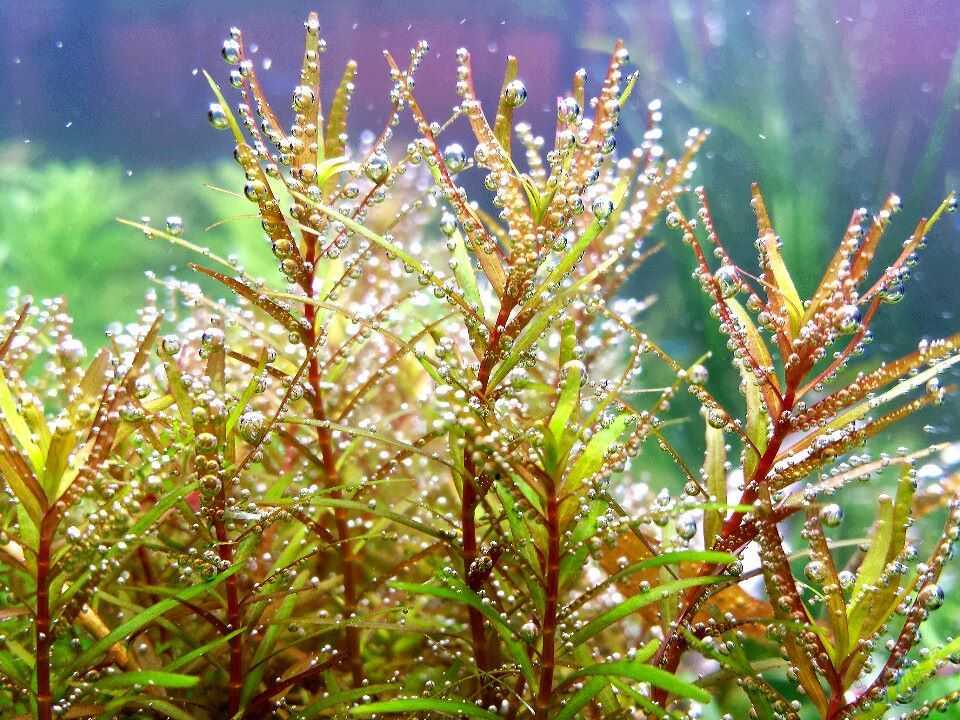ᐉ ротала ротундифолия или круглолистная: содержание, фото-видео обзор - zoogradspb.ru